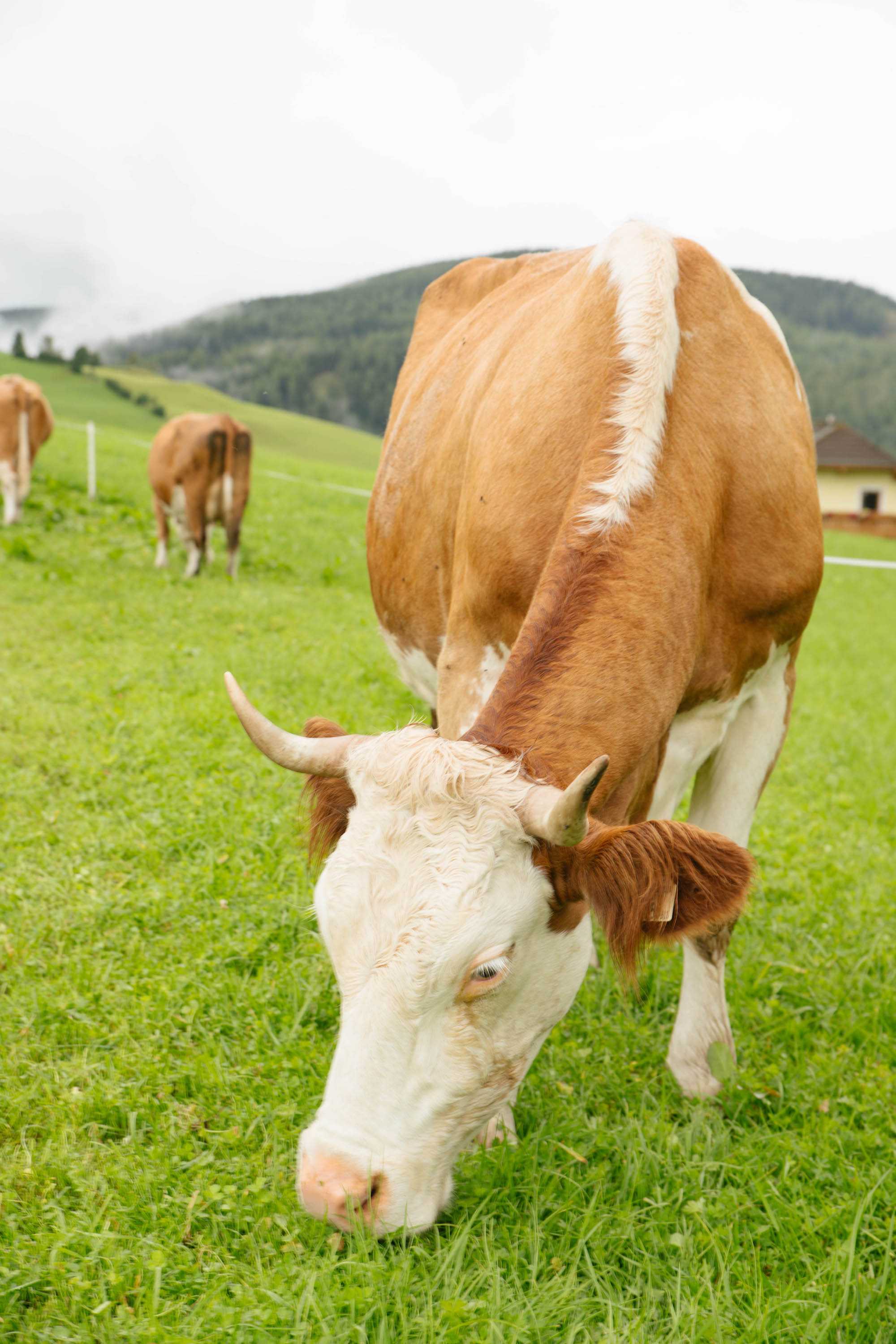 Nachhaltig & Regional Frühstücken mit SalzburgMilch