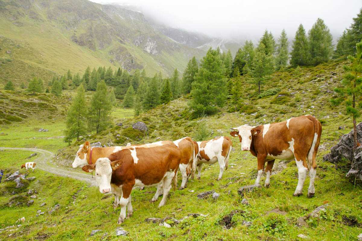 Nachhaltig & Regional Frühstücken mit SalzburgMilch